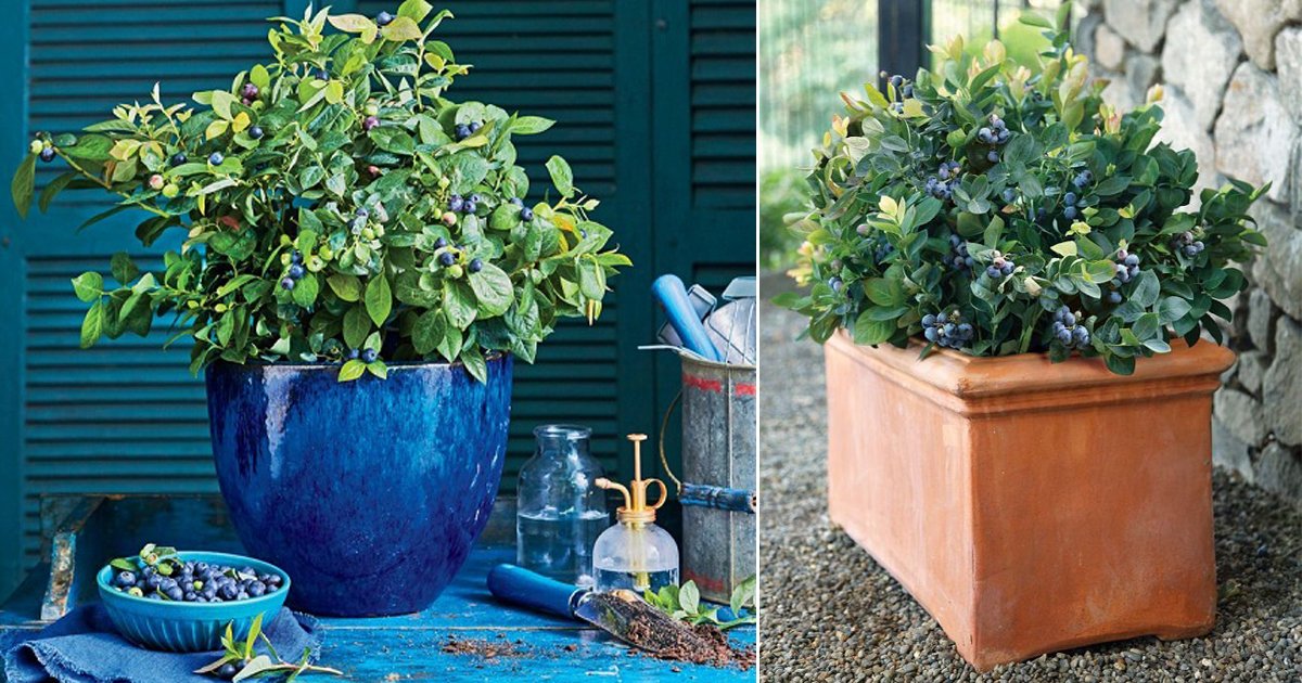 to Grow Blueberry Container Growing Blueberries in Pots
