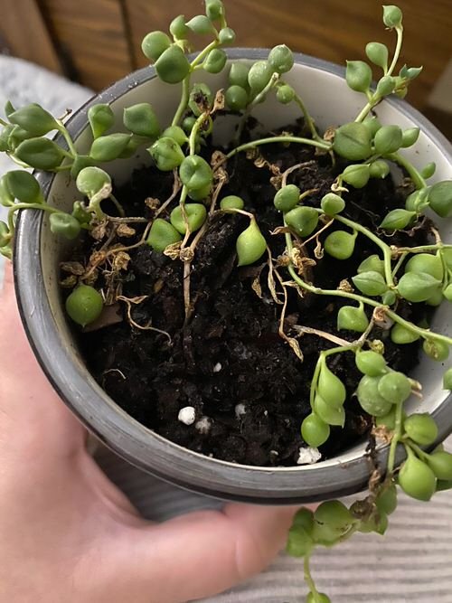 How to Save a Dying String of Pearls 2