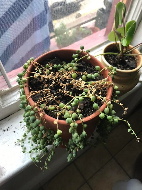 How to Save a Dying String of Pearls 3