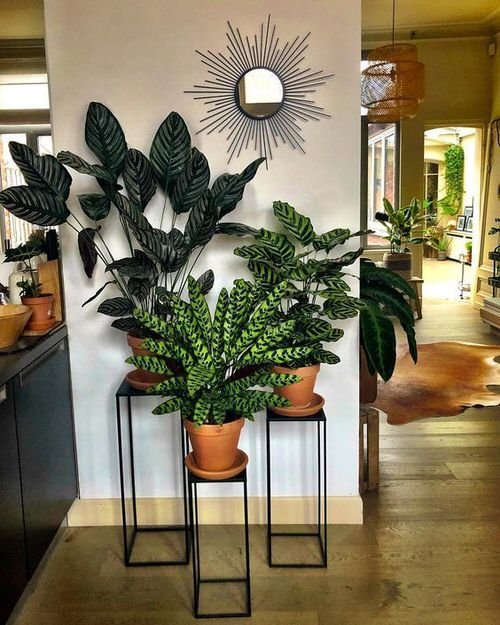 36 Incredible Houseplant Centerpiece Ideas Every Plant Grower Should See 5