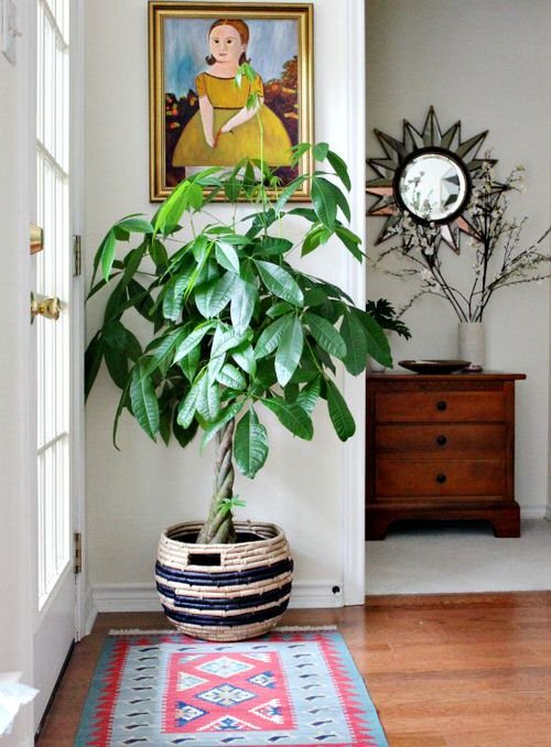 36 Incredible Houseplant Centerpiece Ideas Every Plant Grower Should See 6