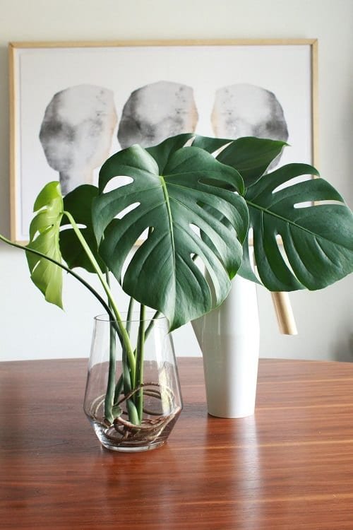 Home Office monstera plant Grow in Water
