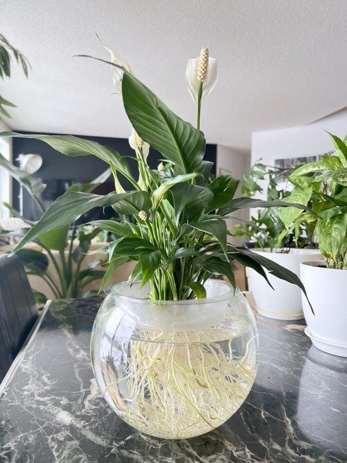 Home Office peace lily plant Grow in Water