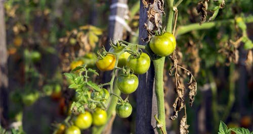 Tomato Problems and Solutions 9