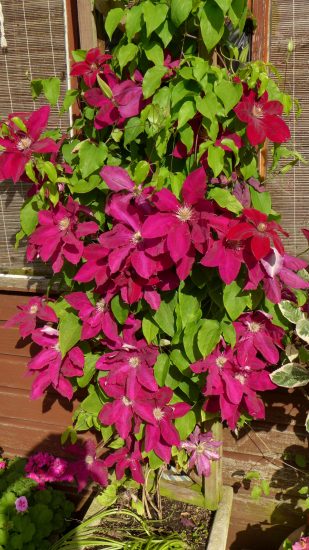 17 Small Flowering Vines for Trellises | Balcony Garden Web