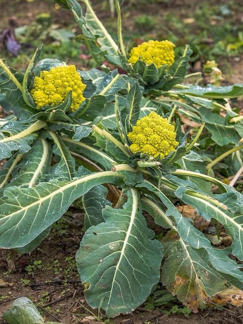 Growing Romanesco Broccoli 2