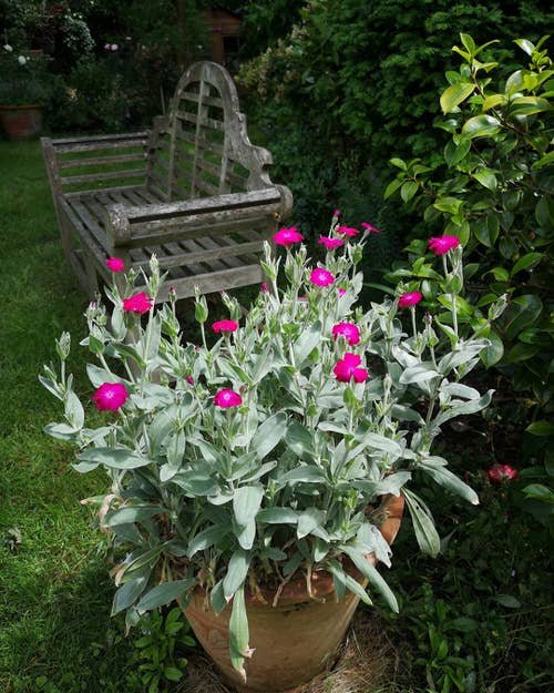  Low Maintenance Flowers that Tolerate High Temperatures & Heat 2