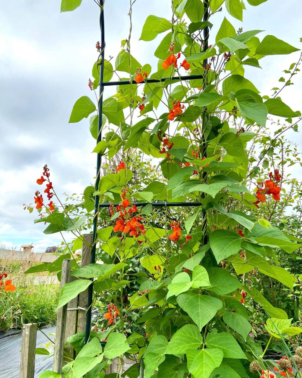 17 Small Flowering Vines For Trellises Balcony Garden Web