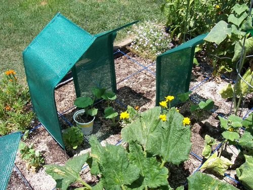 Best Tips for Gardening in Extreme Heat 2