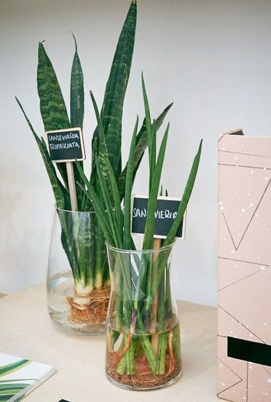 Home Office snake plant Grow in Water