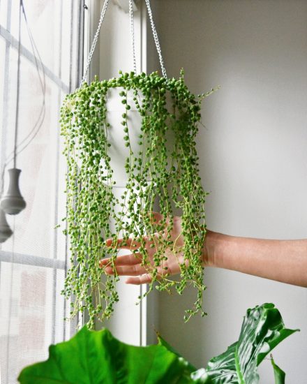 27 Best Houseplants for Hanging Baskets | Balcony Garden Web