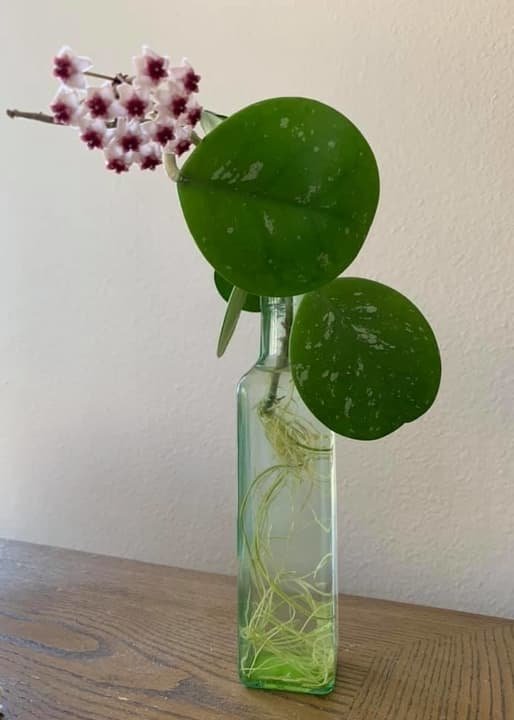 Home Office hoya plant Grow in Water