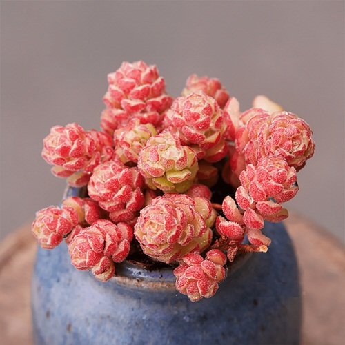 24 Most Beautiful Roseuм Succulents You Can Grow! 5