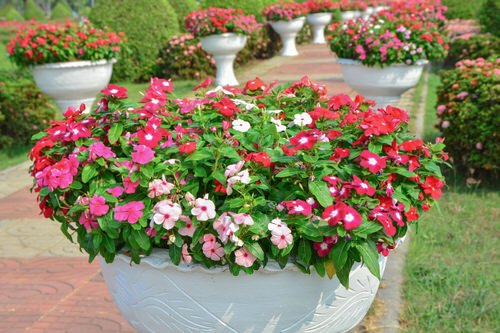  Low Maintenance Flowers that Tolerate High Temperatures & Heat 1