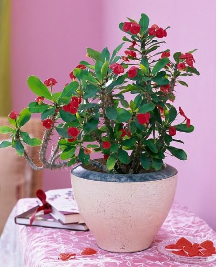7 Unlucky Plants to Avoid Indoors | Bad Luck Plants in Feng Shui
