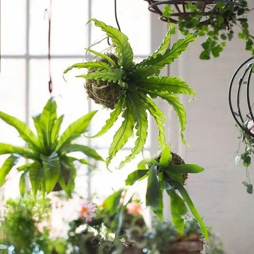 Best Houseplants for Hanging Baskets 2