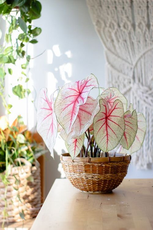 36 Incredible Houseplant Centerpiece Ideas Every Plant Grower Should See 14