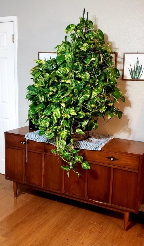 36 Incredible Houseplant Centerpiece Ideas Every Plant Grower Should See 11