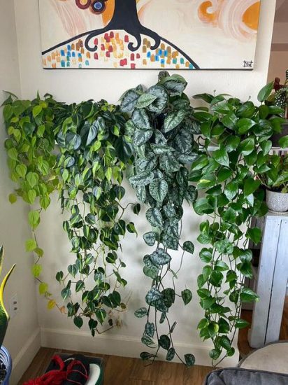 36 Incredible Houseplant Centerpiece Ideas Every Plant Grower Should See