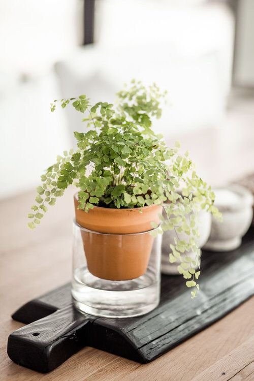 36 Incredible Houseplant Centerpiece Ideas Every Plant Grower Should See 8