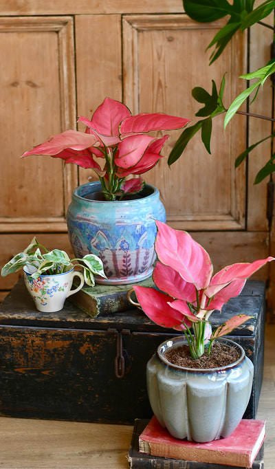 36 Incredible Houseplant Centerpiece Ideas Every Plant Grower Should See 13