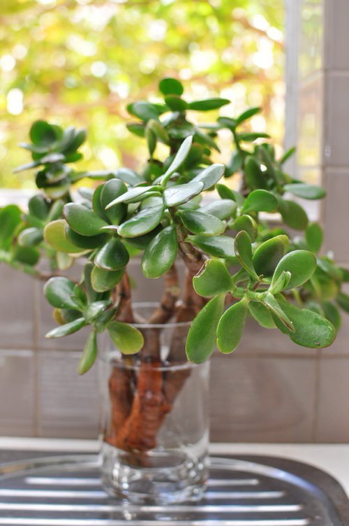 Home Office jade plant Grow in Water