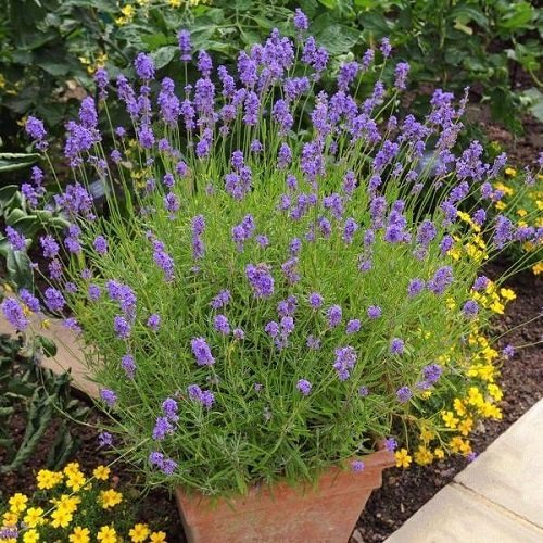 Types of Lavender in garden pot