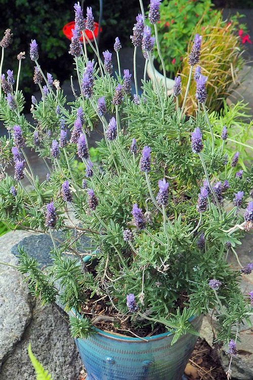 Best Types of Lavender 4
