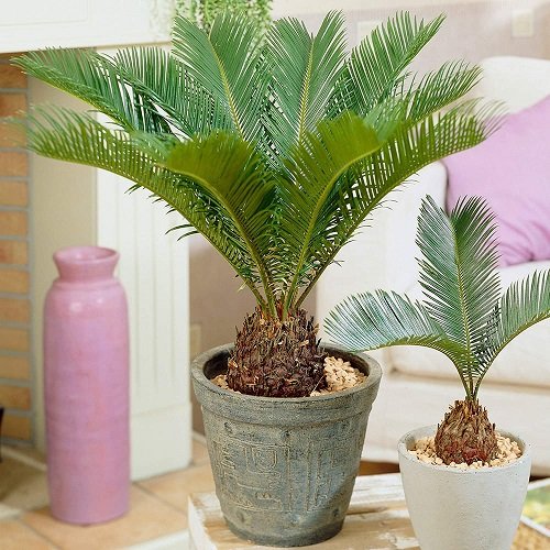 Sago Palm plant 8
