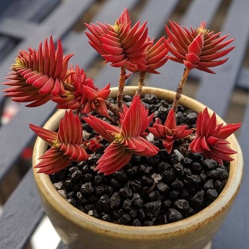 24 Most Beautiful Roseum Succulents You Can Grow! 8