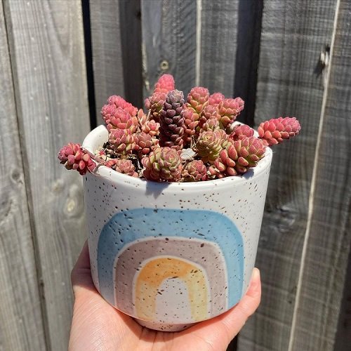 24 Most Beautiful Roseuм Succulents You Can Grow! 9