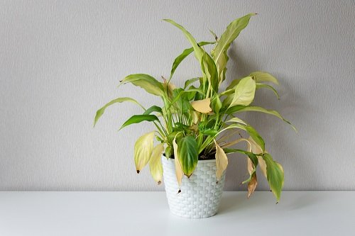 Peace Lily Drooping 2