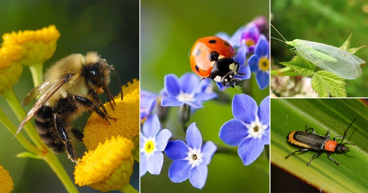 20 Most Beneficial Garden Insects You Should Avoid Killing2 