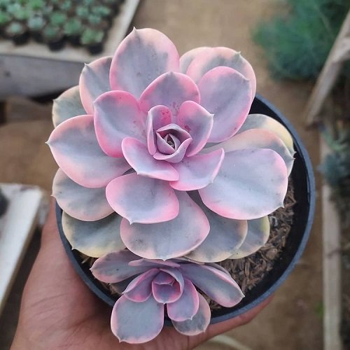 24 Most Beautiful Roseuм Succulents You Can Grow! 11