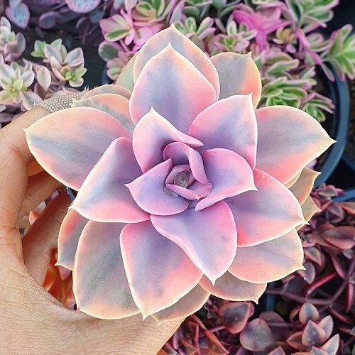 24 Most Beautiful Roseuм Succulents You Can Grow! 12
