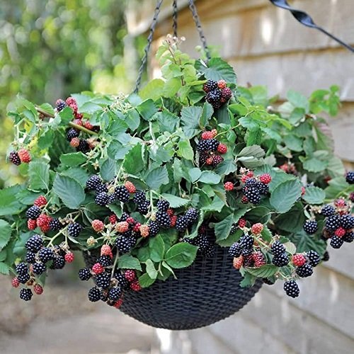 9 Best Berries to Grow in Hanging Baskets 2