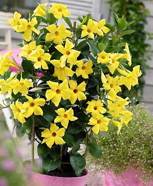 How to Grow Mandevilla in Pot 3