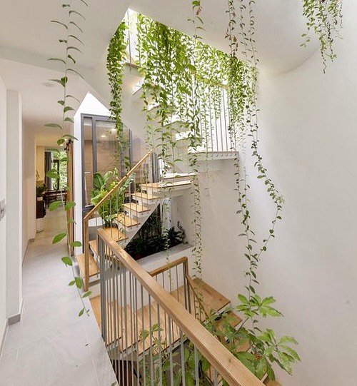 Indoor Vine Ideas For Your Home 1