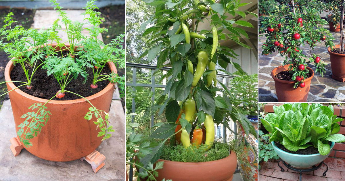 26 Most Used Pot Friendly Vegetables, Fruits, and Herbs