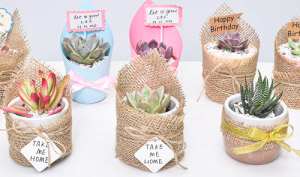 Diy Gift Ideas For Succulent Lovers Best Succulent Gift