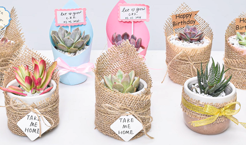 Gift Ideas for Succulent Lovers 33