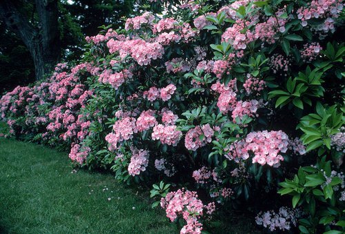 48 Best Plants for Hedging | Beautiful Hedge Plants 17