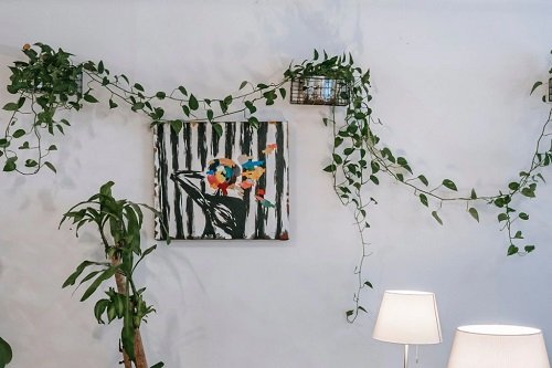 Indoor Vine Ideas For Your Home 5