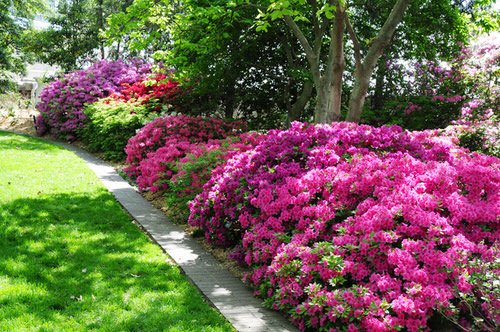 48 Best Plants for Hedging | Beautiful Hedge Plants 18