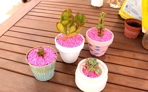 Gift Ideas for Succulent Lovers 36