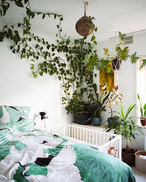 Indoor Vine Ideas For Your Home 6