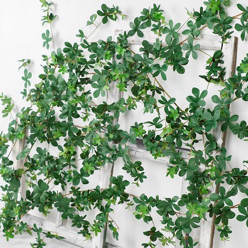 Indoor Vine Ideas For Your Home 4