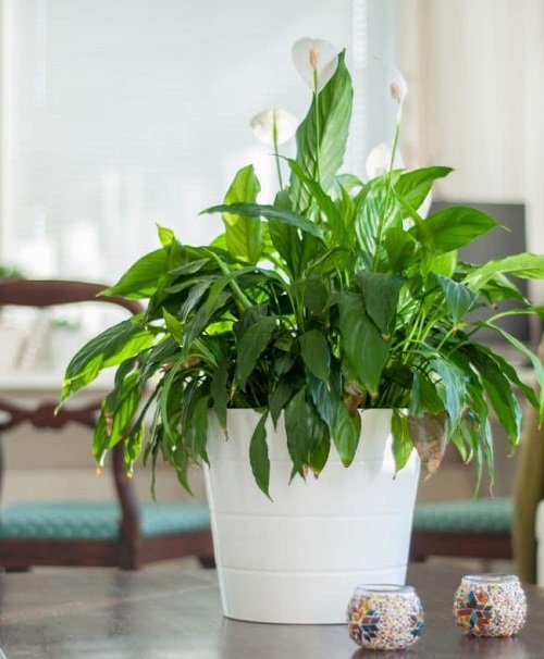 Peace Lily Drooping 3