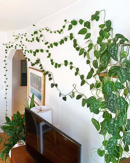 Indoor Wall Vine Ideas For Your Home 12