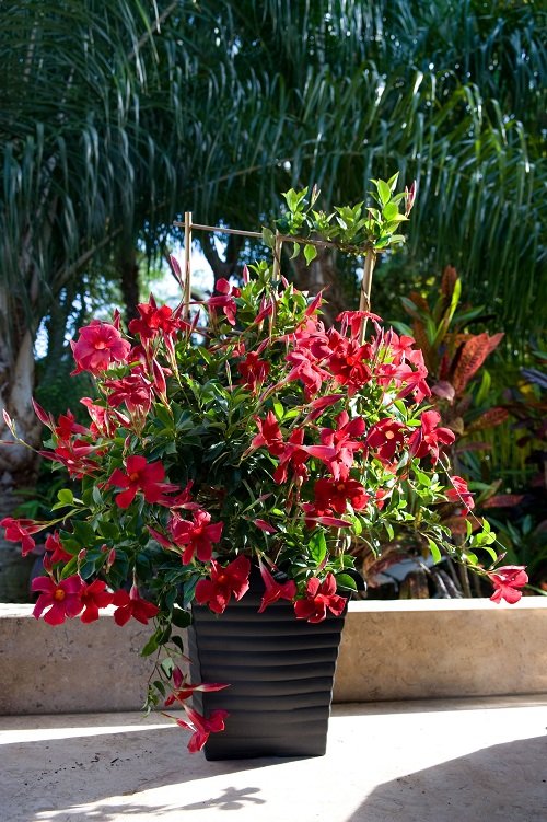How to Grow Mandevilla in Pot 4